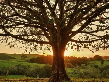 The Tree Of Awakening