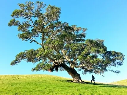 The Tree Of Kindfulness - A Visual Growth