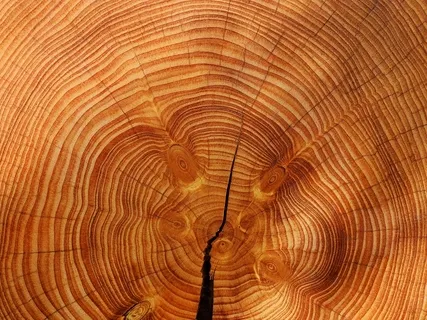 The Tree Of Life | Beautiful Music | Meditation, Relaxation, Healing