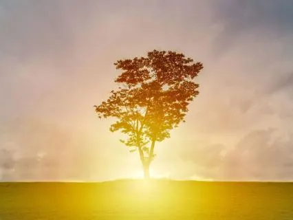 The Tree Of Life (Bedtime Story)