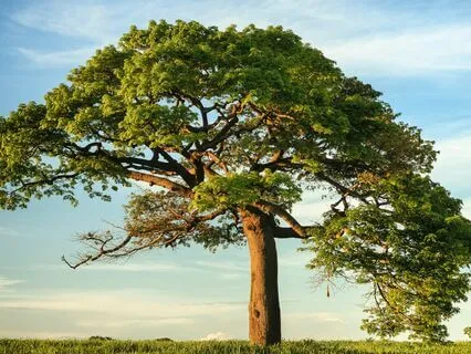 The Tree Of Life Inside You