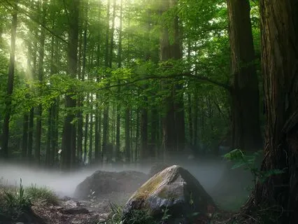 The Tree Of LIfe