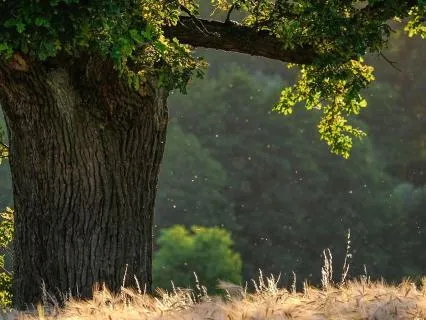 The Tree Of Presence