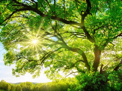 The Tree Of Prosperity Practice For Challenging Times