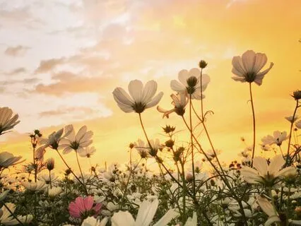 The Tree Of Wisdom Meditation