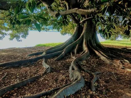 The Tree Of Your Life - What Will Your Legacy Be?