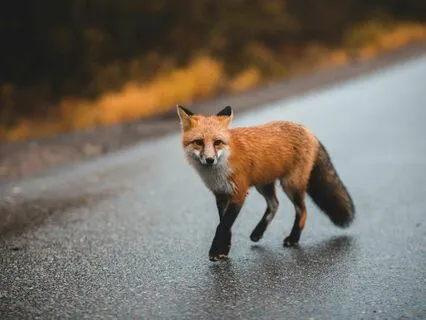 The Trickster Archetype - Active Imagination