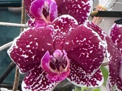 The True Gift Of Compassion