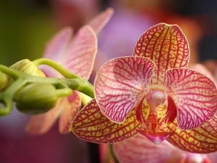 The Trust Frequency - An Affirmative Prayer