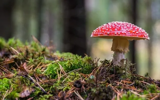 The Truth Of The Holy Spirit