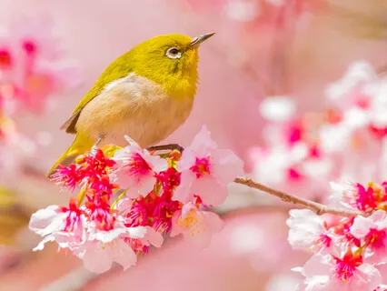 The Tune Of Seasons: 1. Spring Birds
