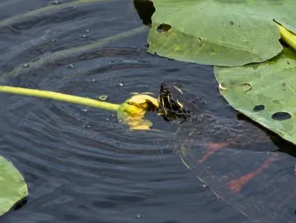 The Turtle’s Wisdom: A Blessing Of Nourishment