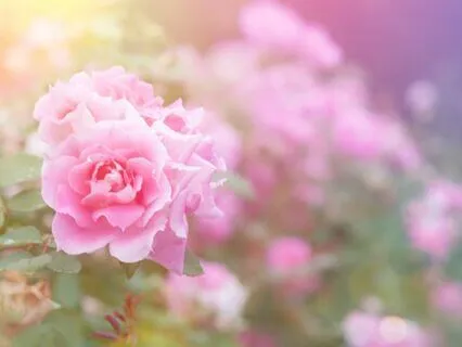 The Twilight Journey (Meditative Bedtime Story)