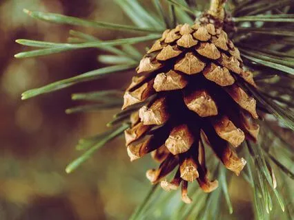 The Two Purposes Of Life  - Dec 20