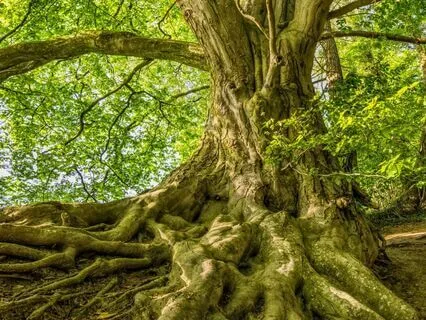 The Ubuntu Tree Ritual