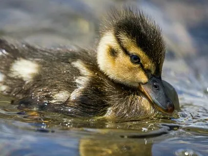 The Ugly Duckling: Part One