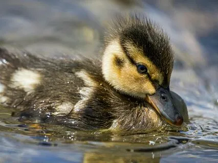 The Ugly Duckling Part Three