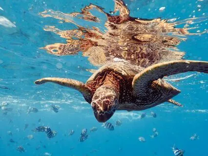 The Underwater Gratitude Journey (Guided Visualization)