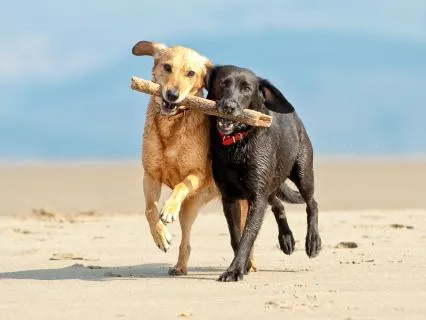 The Unity Of Opposites: Soul Journey