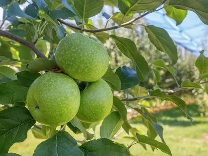 The Universe and Apple Pie
