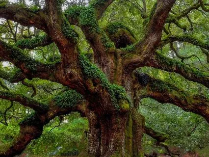 The Unshaken Oak — Awake State