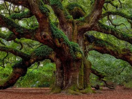 The Unshaken Oak — Sleep State