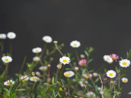 The Untended Garden: Reclaiming Hidden Parts Of Yourself