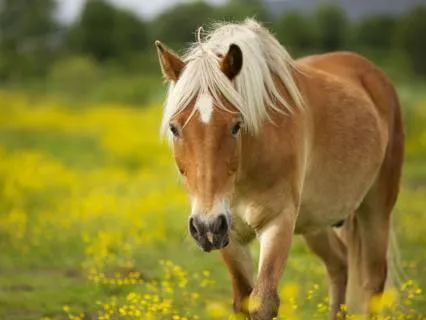 The Untrodden Path: A Meditation For Courage And Confidence