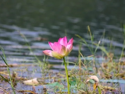  The Upasana Meditation With John Weddepohl 