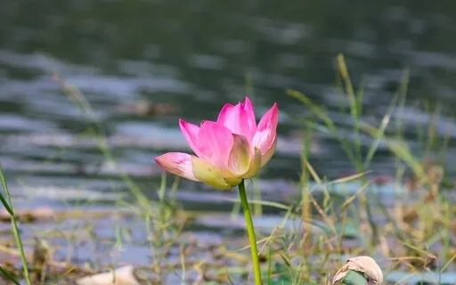 The Upasana Meditation With John Weddepohl