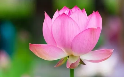 The Use Of Language Is Always Compromised