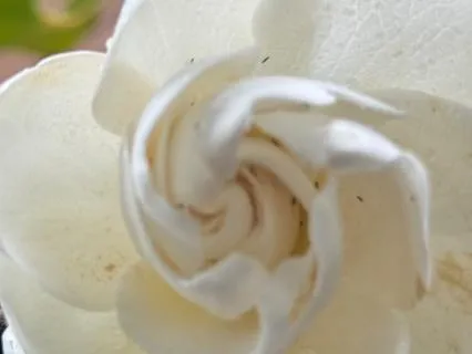 The Value Of Finding Peace Within Yourself.