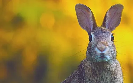 The Velveteen Rabbit: A Bedtime Story