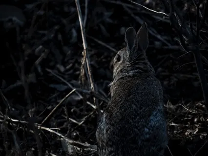 The Velveteen Rabbit - A Bedtime Story