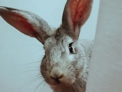 The Velveteen Rabbit: A Bedtime Story