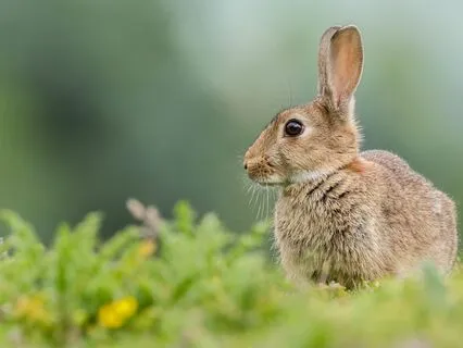 The Velveteen Rabbit - A Sleepy Story