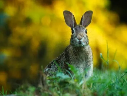 The Velveteen Rabbit - Storytime