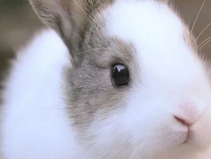 The Velveteen Rabbit