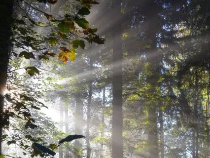 The Vibration Of Earth: Forest Healing For Mind & Body