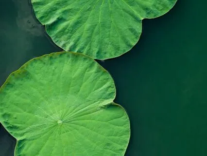 The Vibration Of Modesty