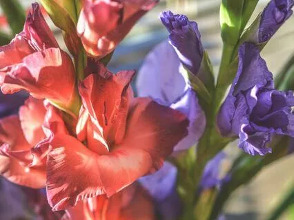 The Vijñāna Bhairava Tantra