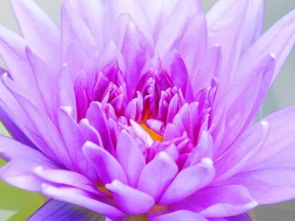 The Violet Flame: Transform Fear Into Light & Power