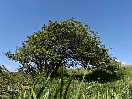 The Voice As A Self-Care Tool - Ancient Wisdom