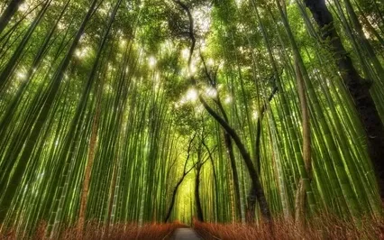 The Voice Of Creation 