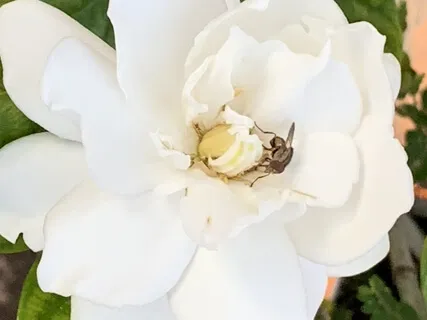 The Voice Of The Soul, Mary's Messages