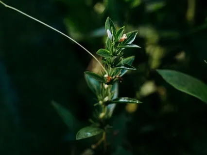 The Vow Of The Bodhisattva - Inspiration