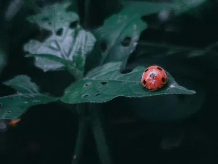 The Walk Of Small Red Wings