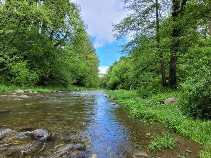 The Walking Trees - New Moon Recording - Year Of The Dragon