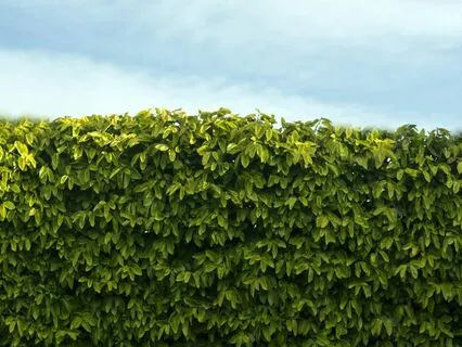 The Wall - Active Imagination Exercise