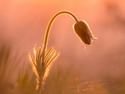 The Wanderer - Enchanting Harp
